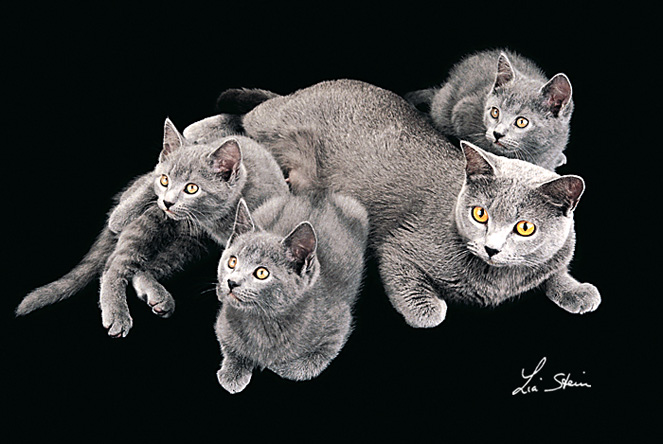 Anagrafe Nazionale Felina Le Razze Feline Certosino