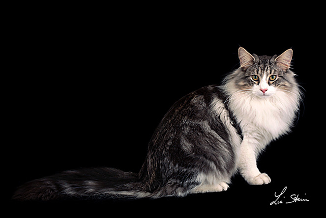 Anagrafe Nazionale Felina Le Razze Feline Gatto Delle Foreste