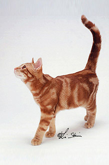 mantello tabby Blotched