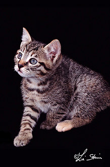 mantello tabby tigre