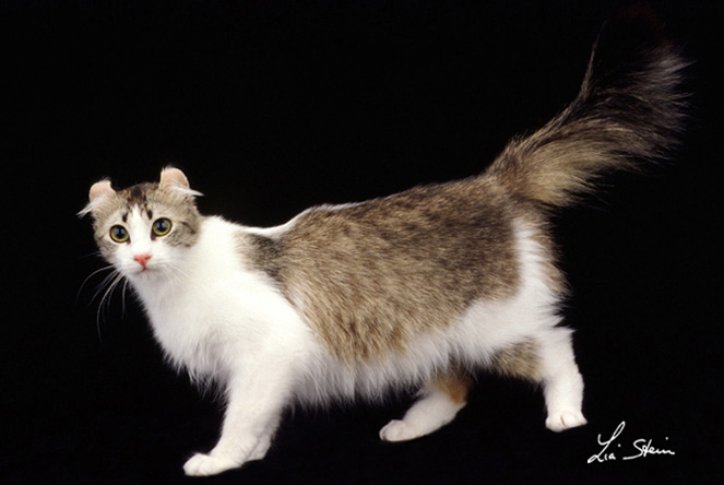 razza AMERICAN CURL