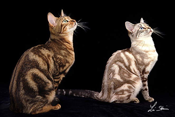 razza BENGAL