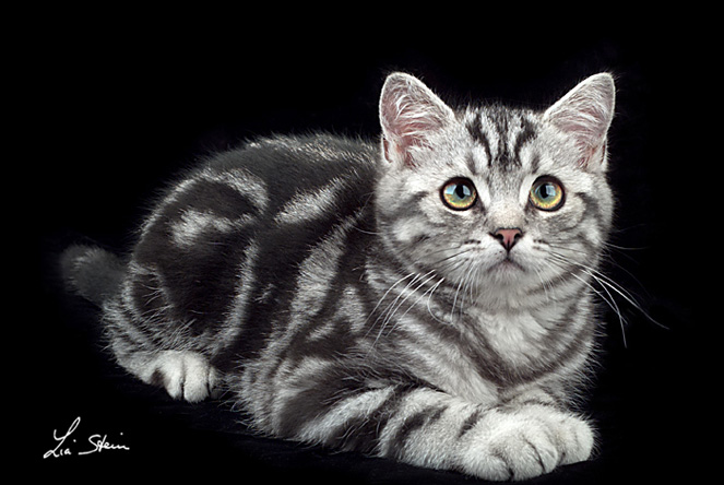 BRITISH SHORTHAIR