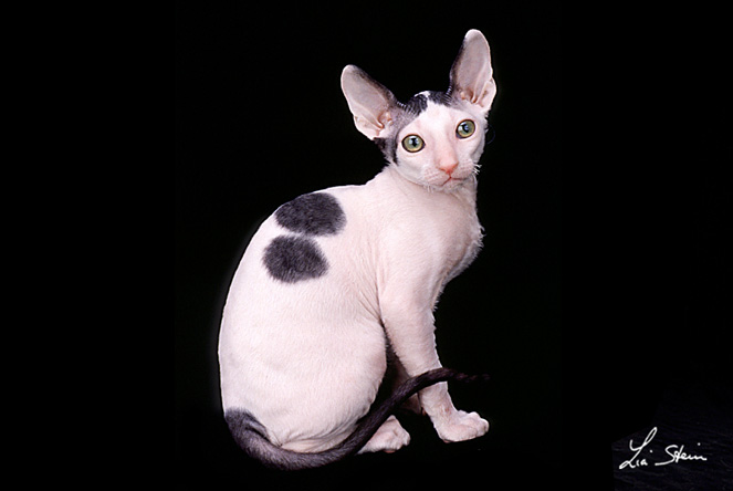 razza CORNISH REX