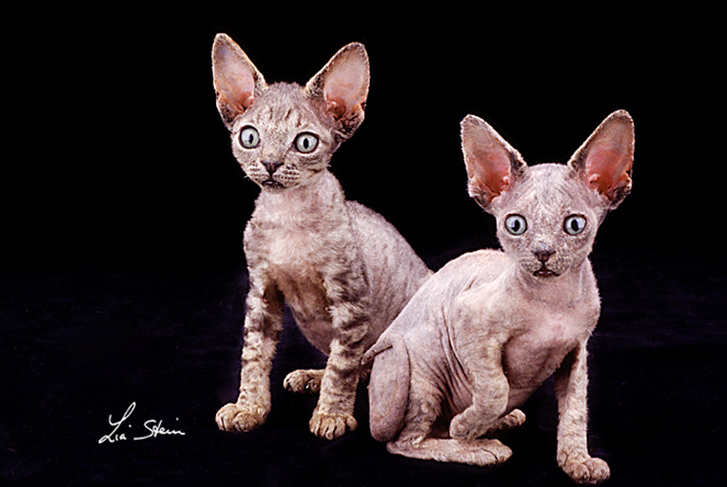 razza DEVON REX