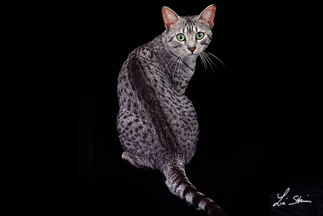 razza EGYPTIAN MAU