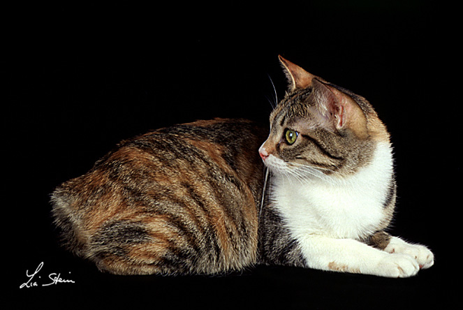 JAPANESE BOBTAIL