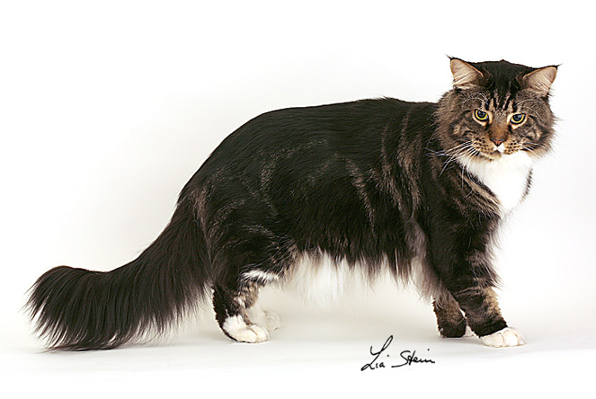 razza MAINE COON