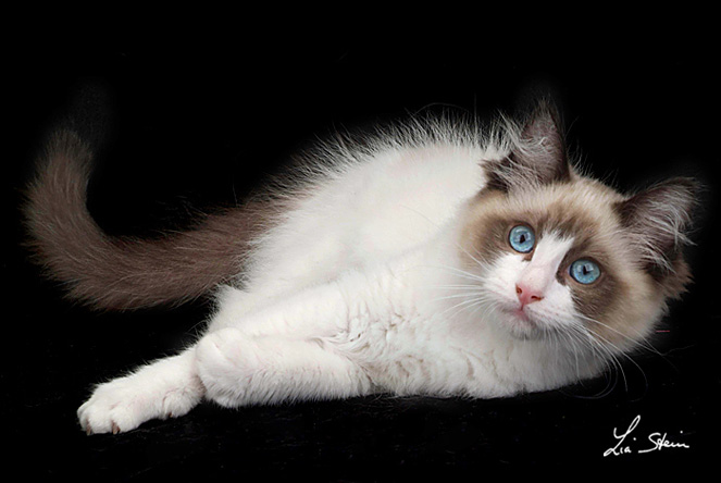 RAGDOLL