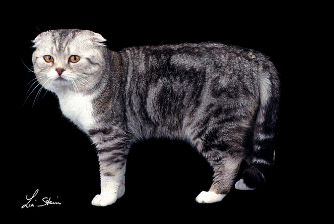 SCOTTISH FOLD