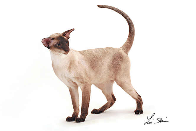 razza SIAMESE