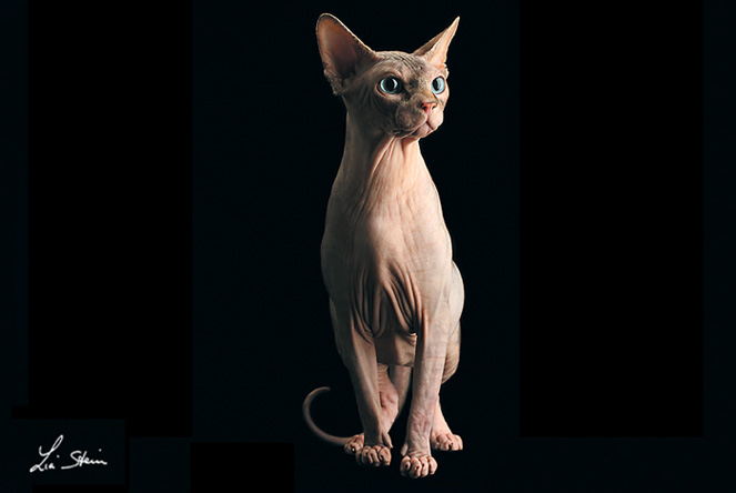 razza SPHYNX