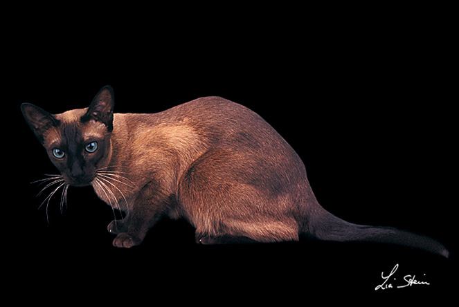 razza TONKINESE